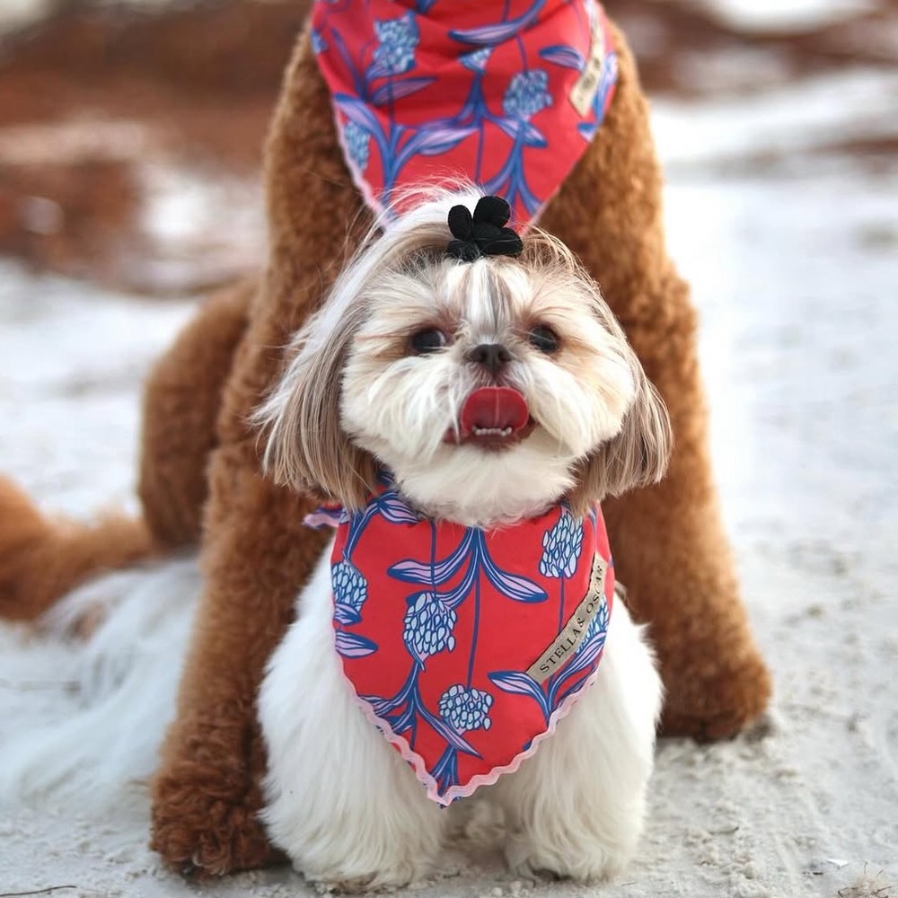Stella & Oscar Coral Bloom Bandana